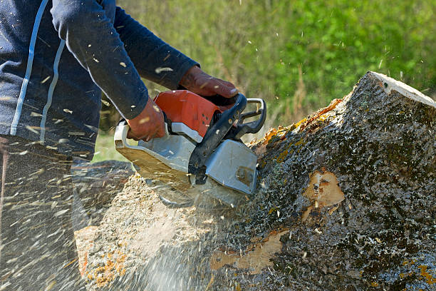 Best Tree and Shrub Care  in Marion, AL